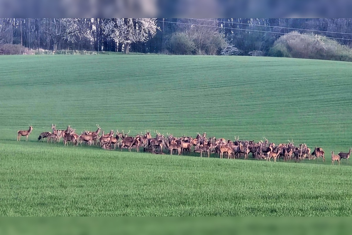 FOTO: Martin zachytil nad Trenčianskymi Stankovcami veľké stádo zveri, foto 2