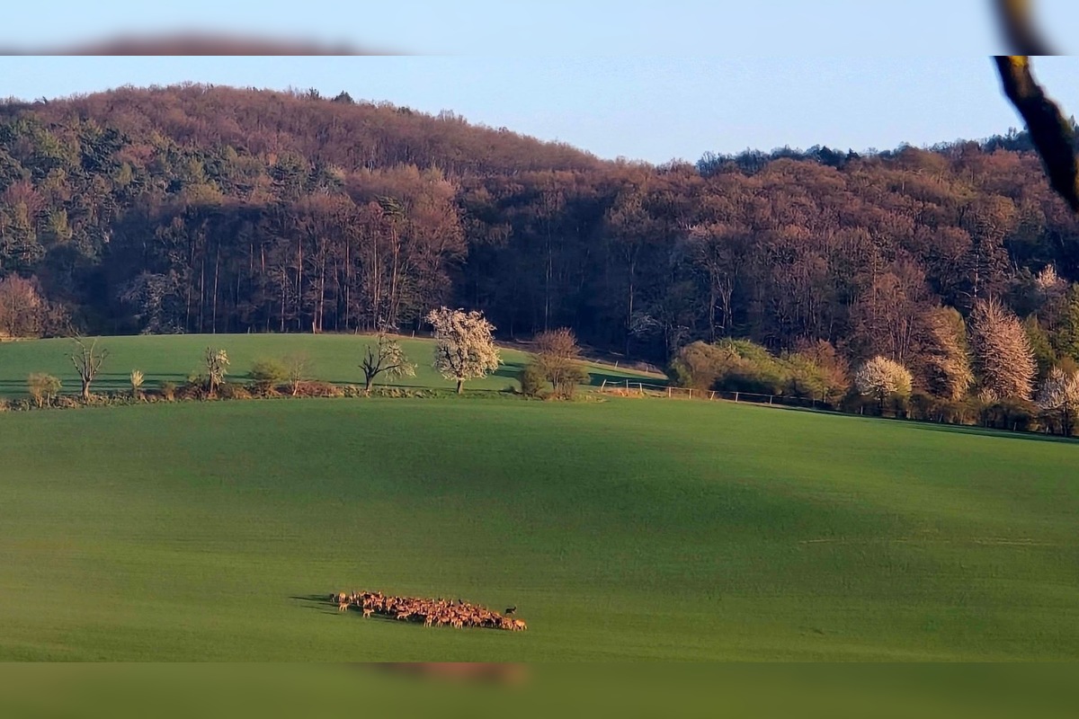 FOTO: Martin zachytil nad Trenčianskymi Stankovcami veľké stádo zveri, foto 3
