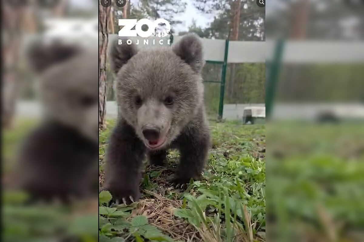 FOTO: Medvedicám sa s zoo Bojnice dobre darí, začali sa hrať už aj vonku, foto 1