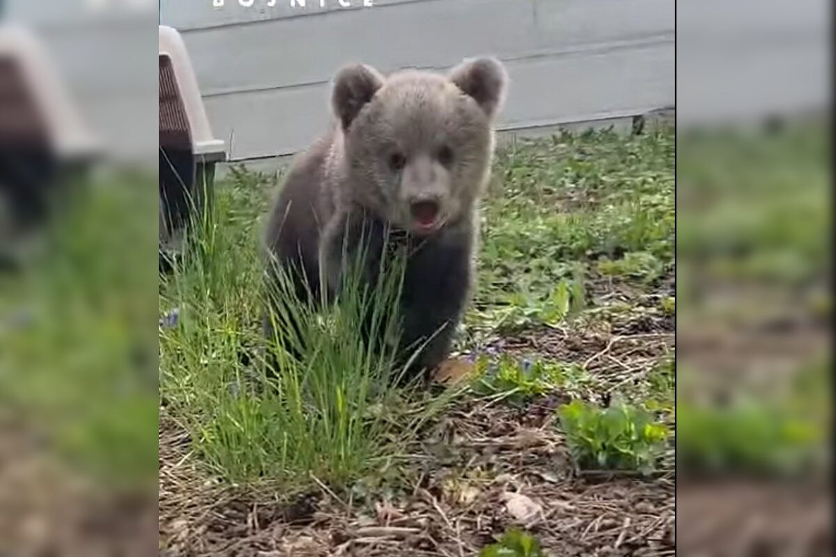 FOTO: Medvedicám sa s zoo Bojnice dobre darí, začali sa hrať už aj vonku, foto 3