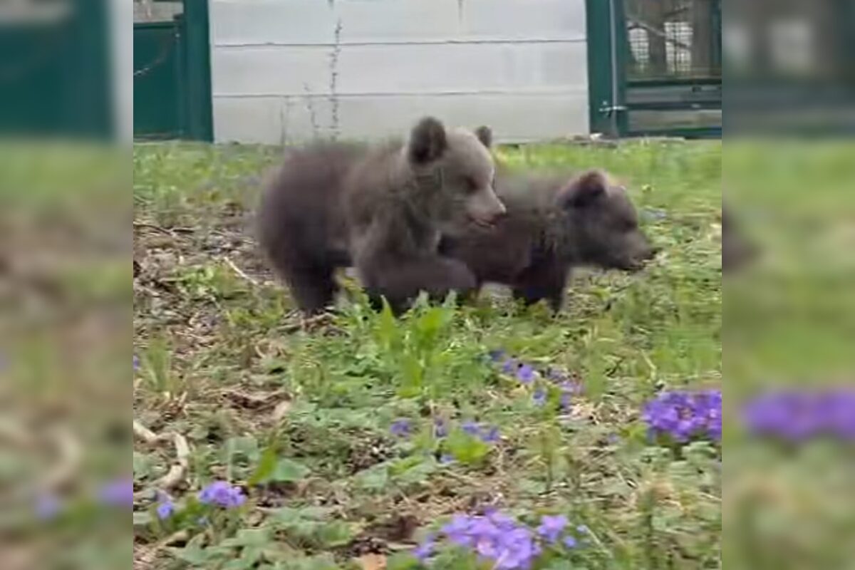 FOTO: Medvedicám sa s zoo Bojnice dobre darí, začali sa hrať už aj vonku, foto 4