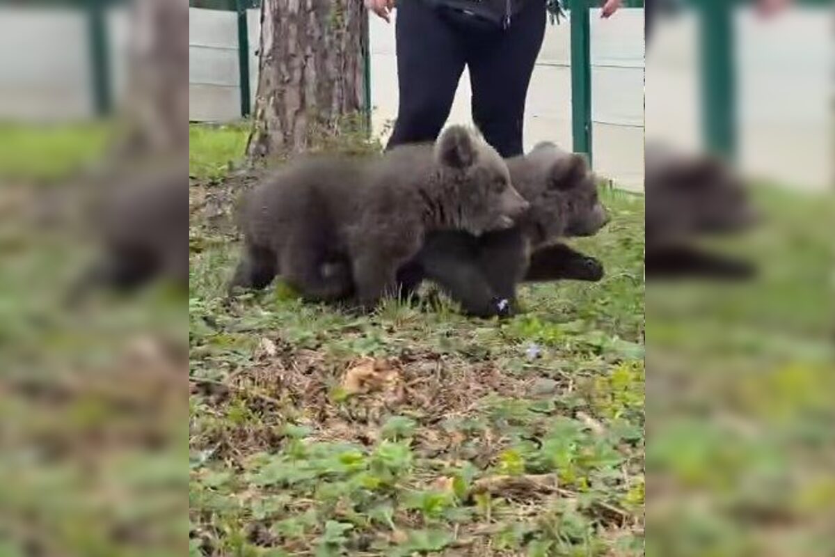 FOTO: Pomôžte vybrať mená dvom malým medvedicám v ZOO Bojnice , foto 2