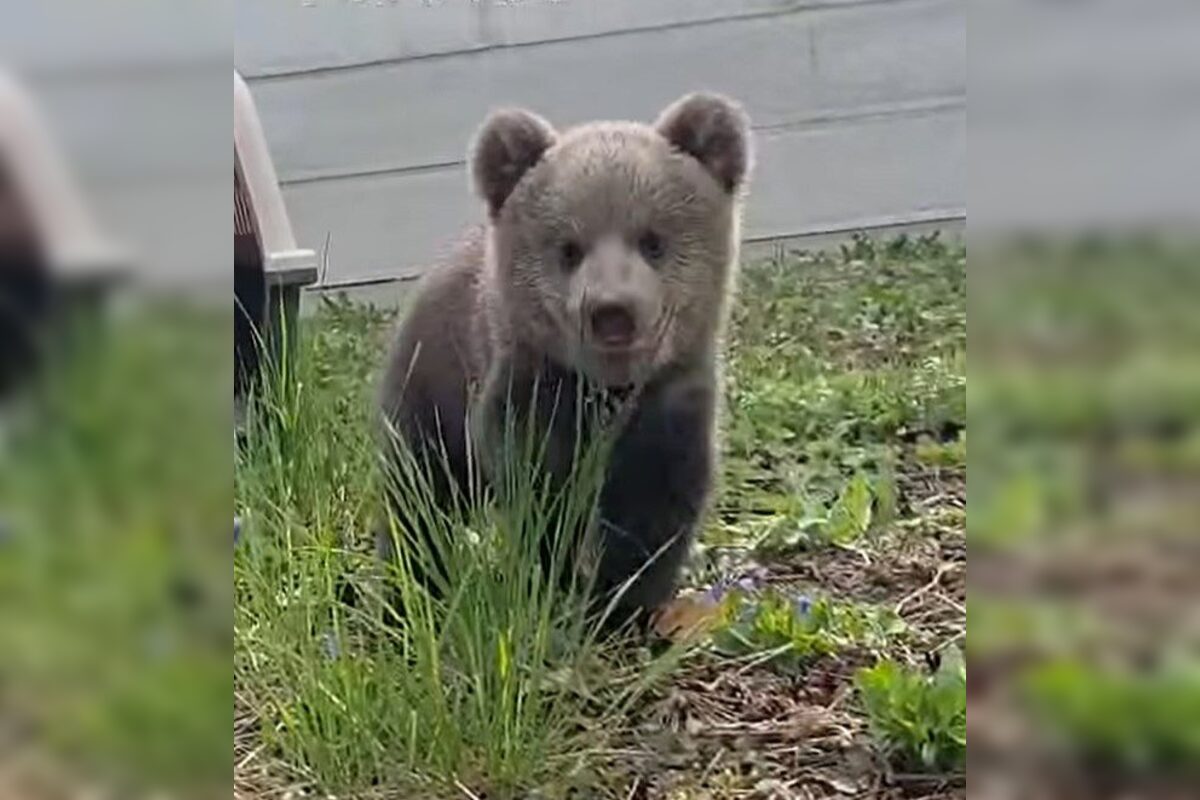 FOTO: Pomôžte vybrať mená dvom malým medvedicám v ZOO Bojnice , foto 3