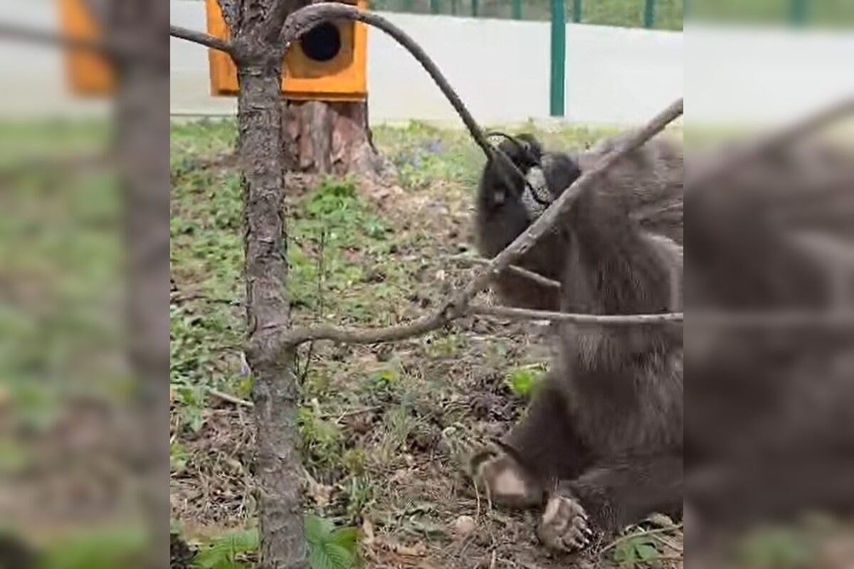 FOTO: Pomôžte vybrať mená dvom malým medvedicám v ZOO Bojnice , foto 4