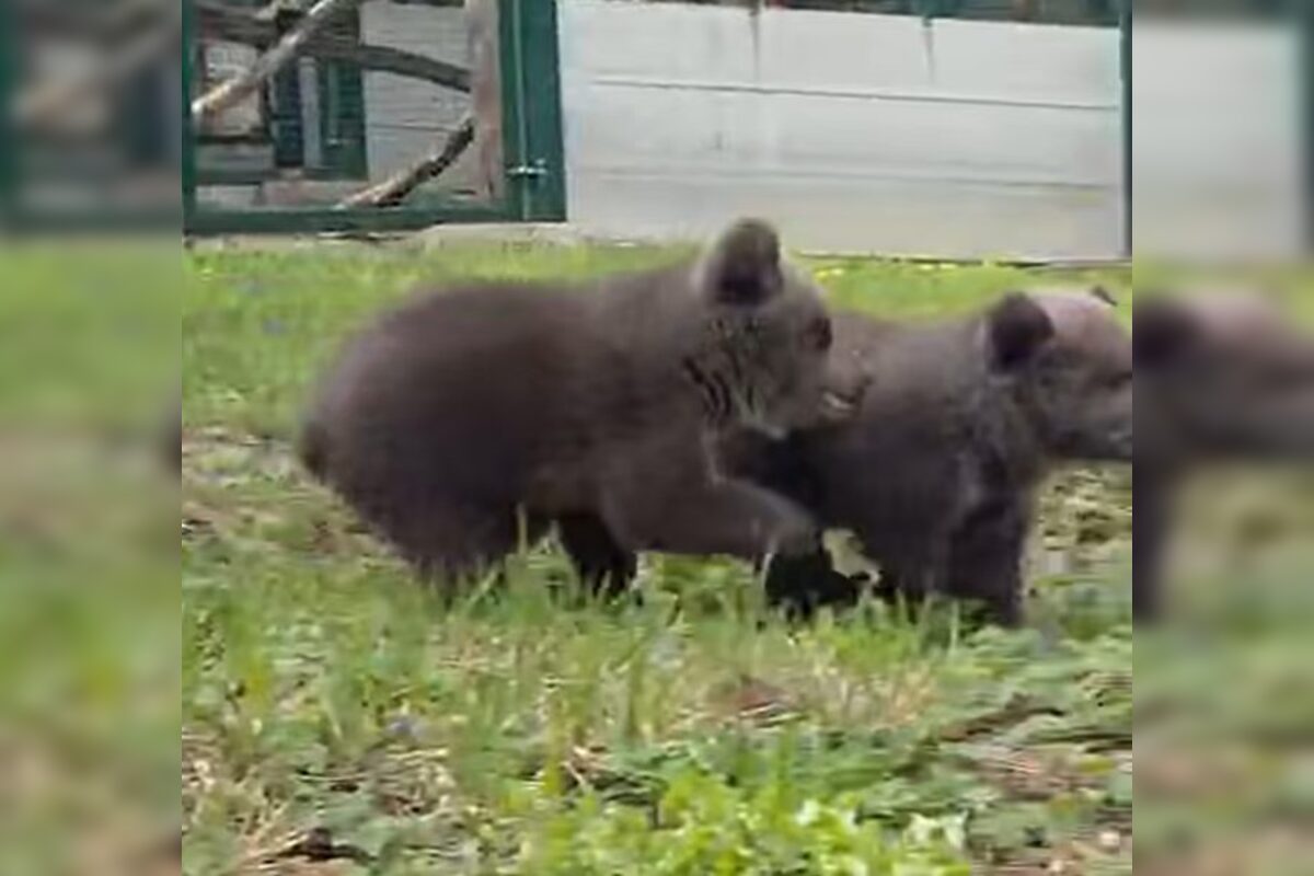 FOTO: Pomôžte vybrať mená dvom malým medvedicám v ZOO Bojnice , foto 5