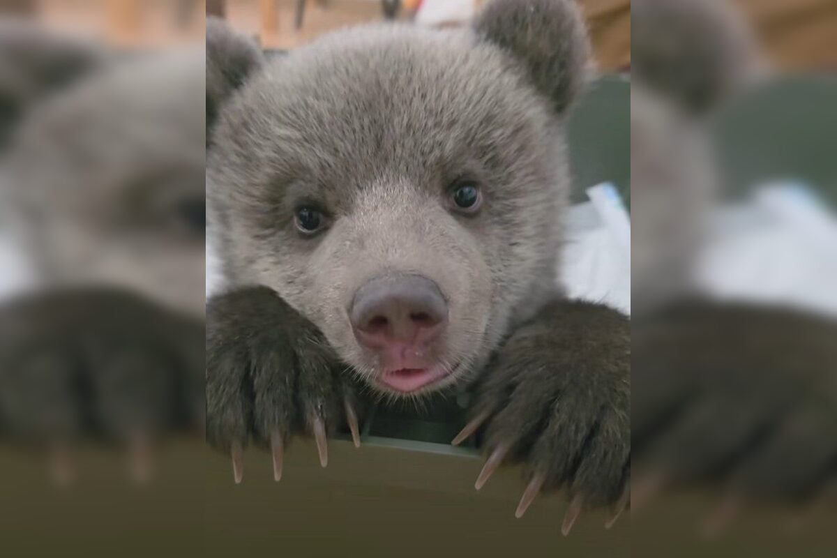 FOTO: Pomôžte vybrať mená dvom malým medvedicám v ZOO Bojnice , foto 6