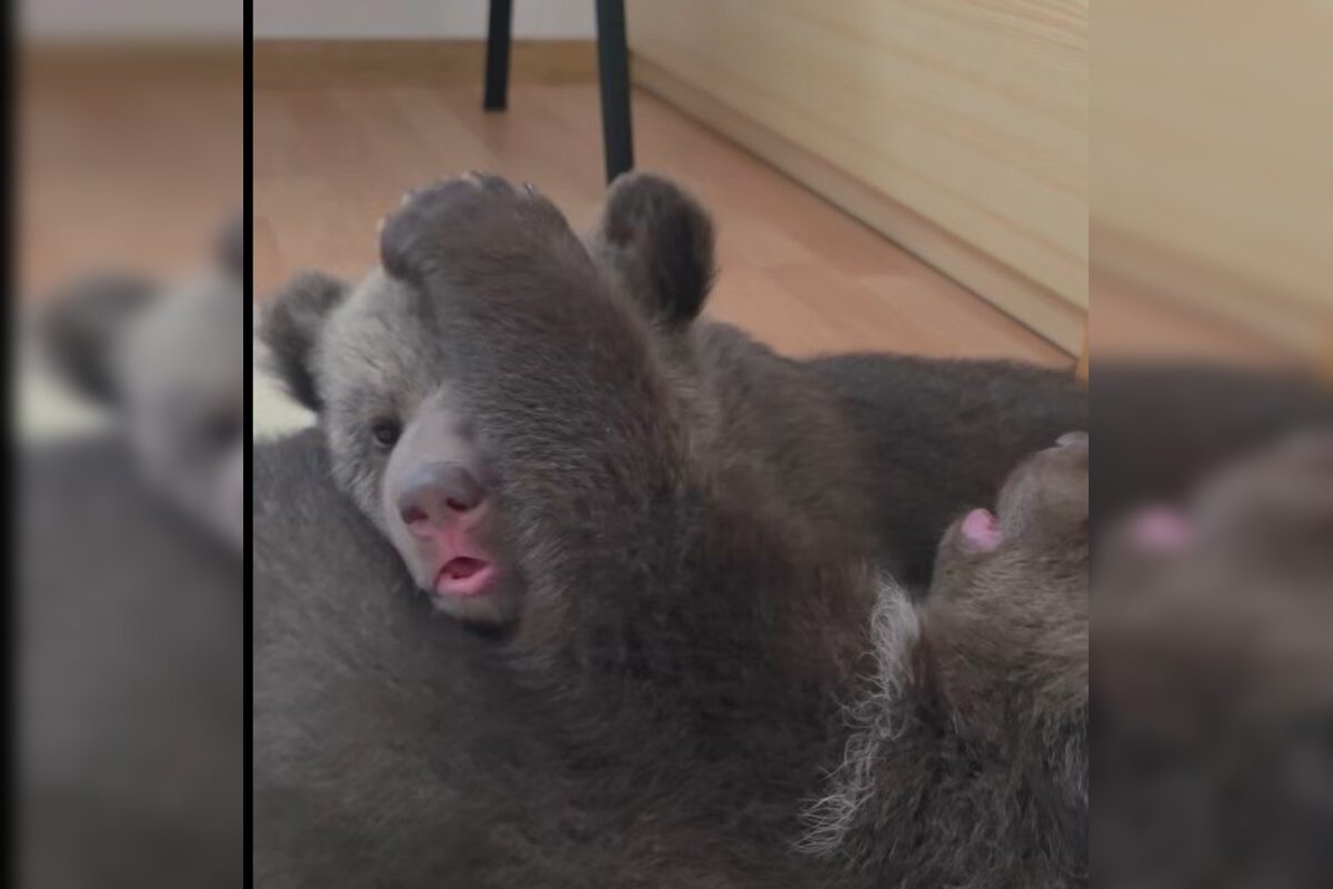 FOTO: Pomôžte vybrať mená dvom malým medvedicám v ZOO Bojnice , foto 7