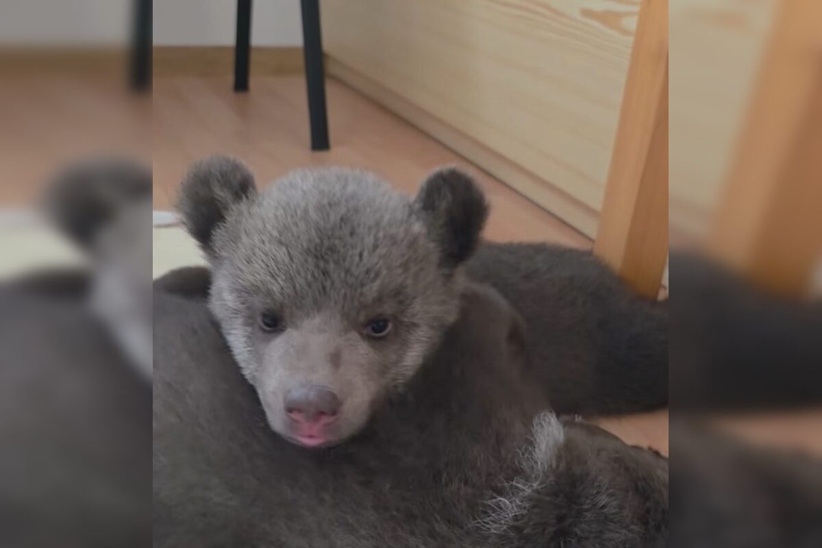 FOTO: Pomôžte vybrať mená dvom malým medvedicám v ZOO Bojnice , foto 8