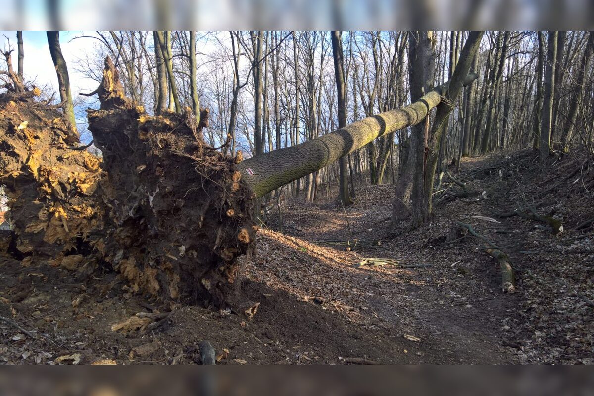 FOTO: Na Brezine prebieha pravidelná údržba drevín , foto 1