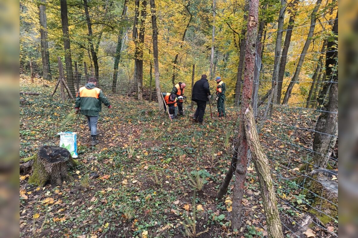 FOTO: Na Brezine prebieha pravidelná údržba drevín , foto 2