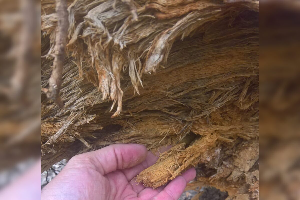 FOTO: Na Brezine prebieha pravidelná údržba drevín , foto 4