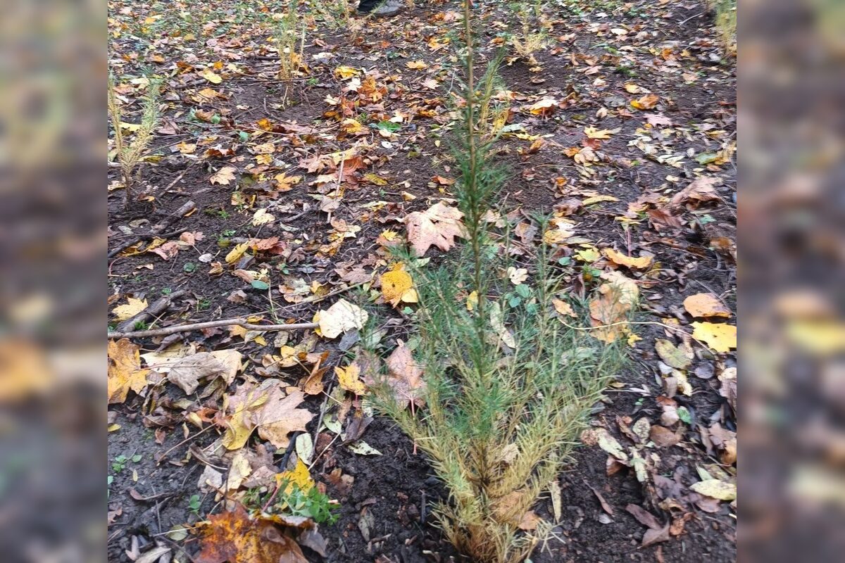 FOTO: Na Brezine prebieha pravidelná údržba drevín , foto 6