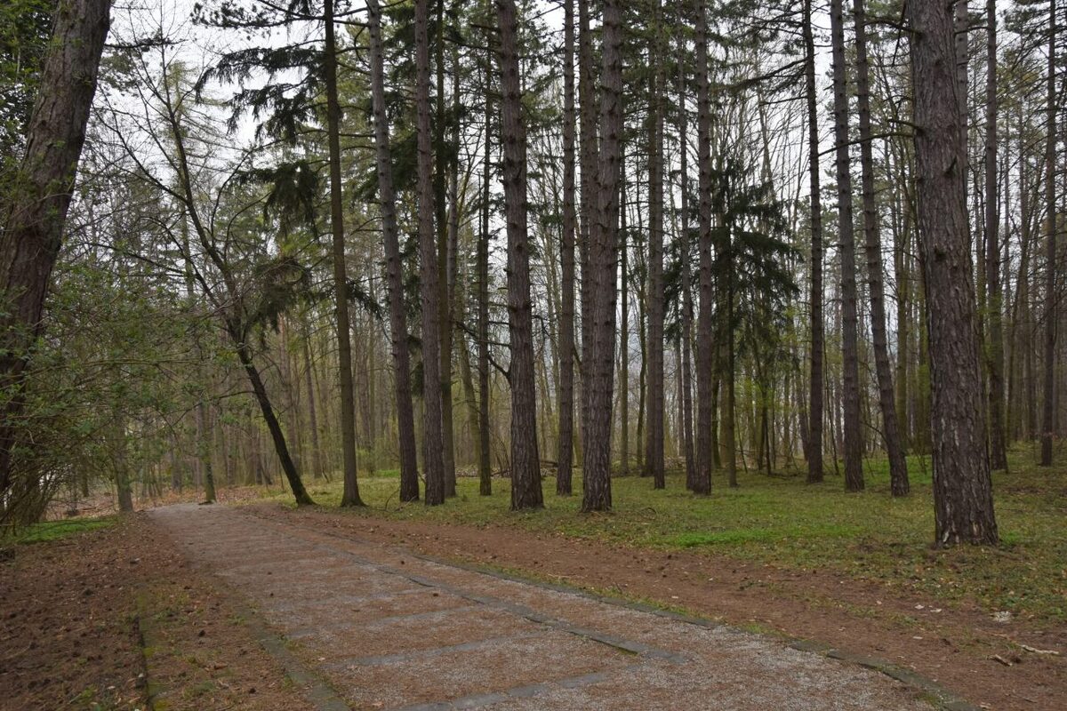 FOTO: Na Brezine prebieha pravidelná údržba drevín , foto 7