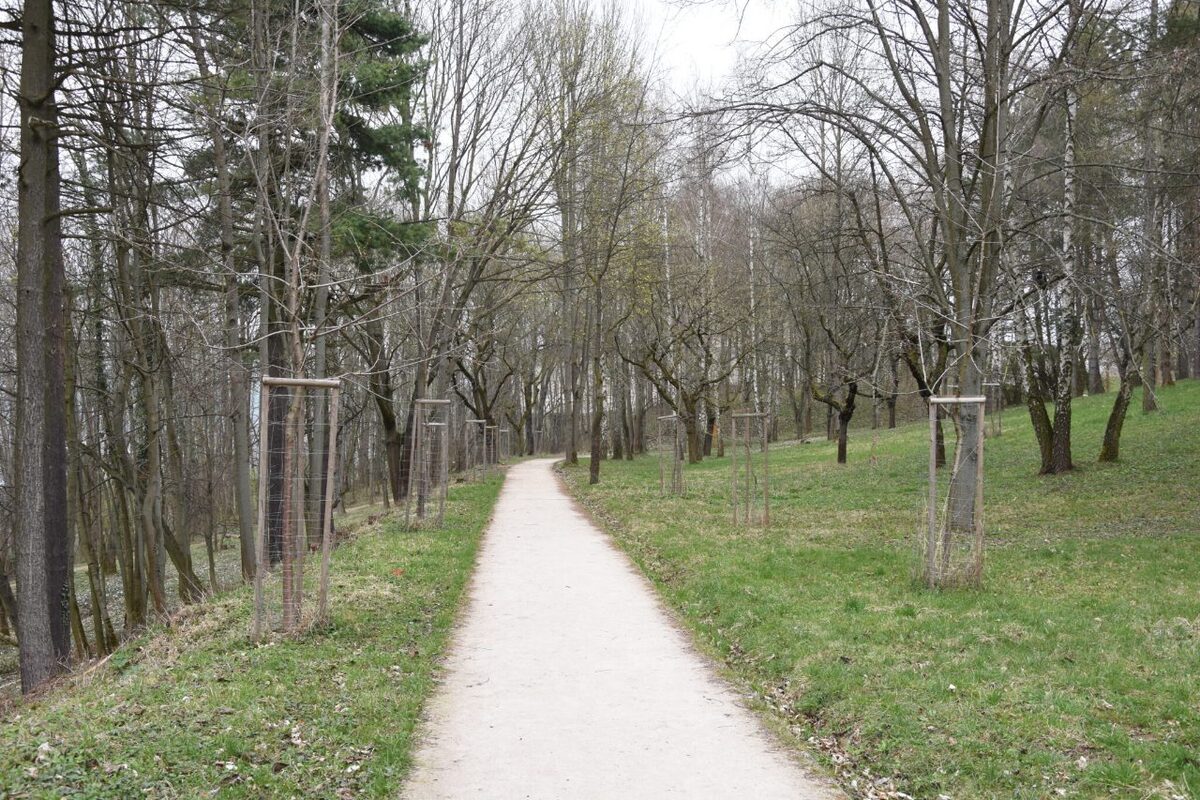 FOTO: Na Brezine prebieha pravidelná údržba drevín , foto 8