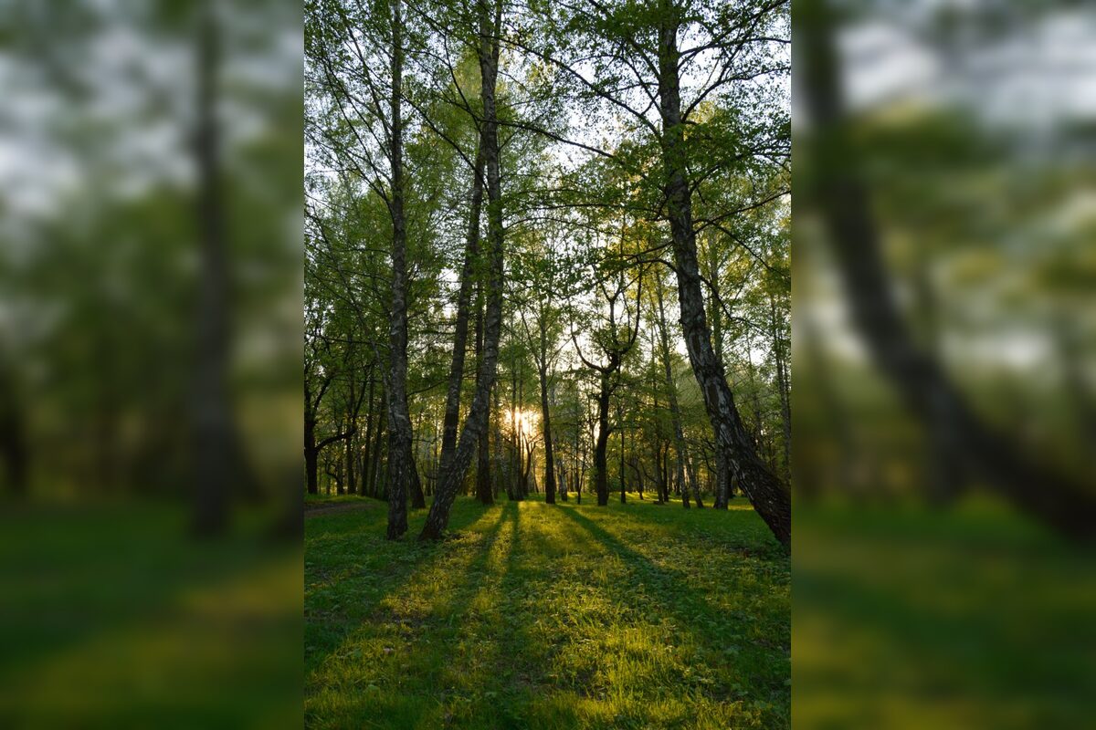 FOTO: Na Brezine prebieha pravidelná údržba drevín , foto 9