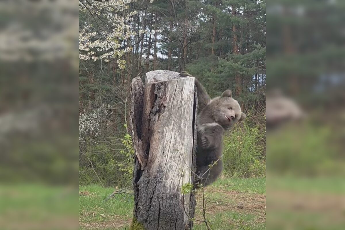 FOTO: Medvedice už dostali v hlasovaní svoje mená , foto 1