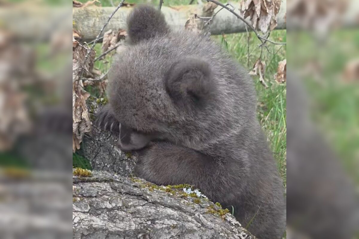 FOTO: Medvedice už dostali v hlasovaní svoje mená , foto 2