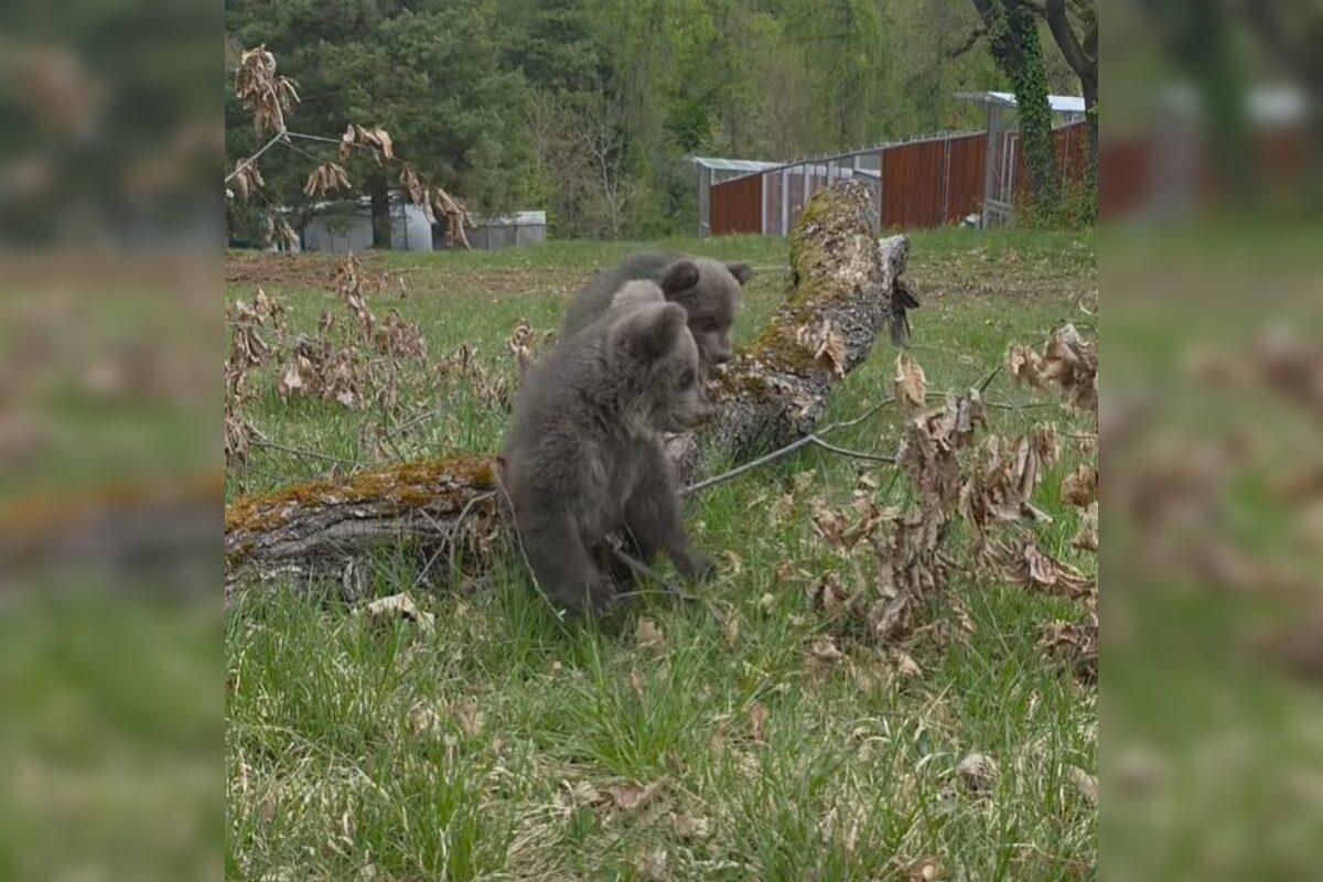 FOTO: Medvedice už dostali v hlasovaní svoje mená , foto 4