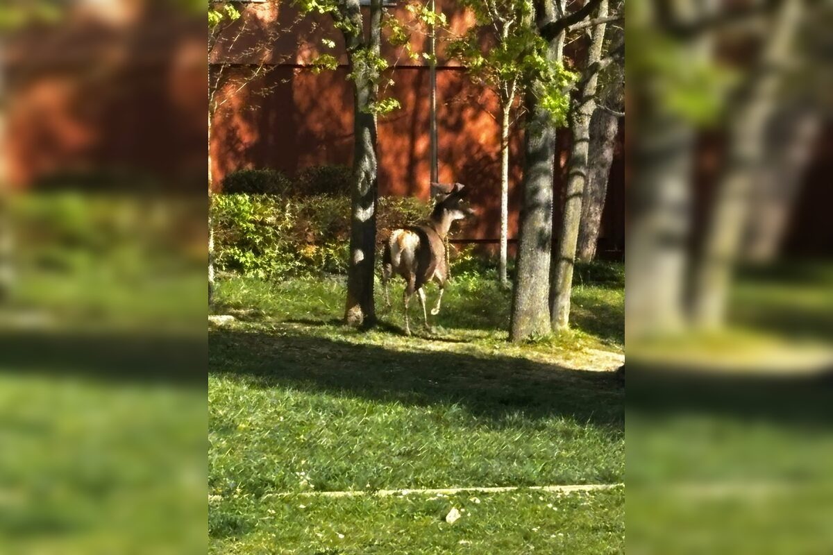 FOTO: Srna prekvapila Južanov v Trenčíne pri detskom ihrisku , foto 2