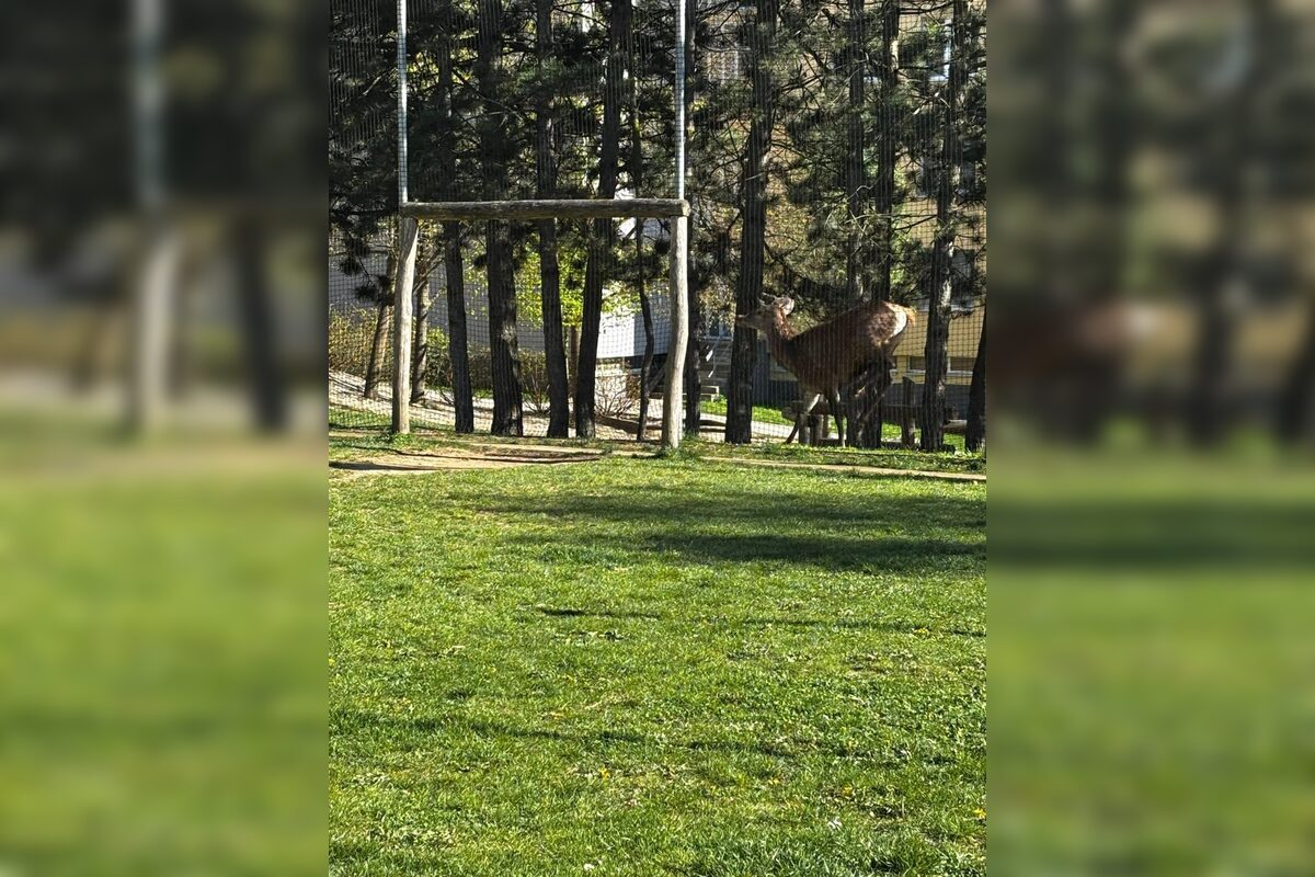 FOTO: Srna prekvapila Južanov v Trenčíne pri detskom ihrisku , foto 3