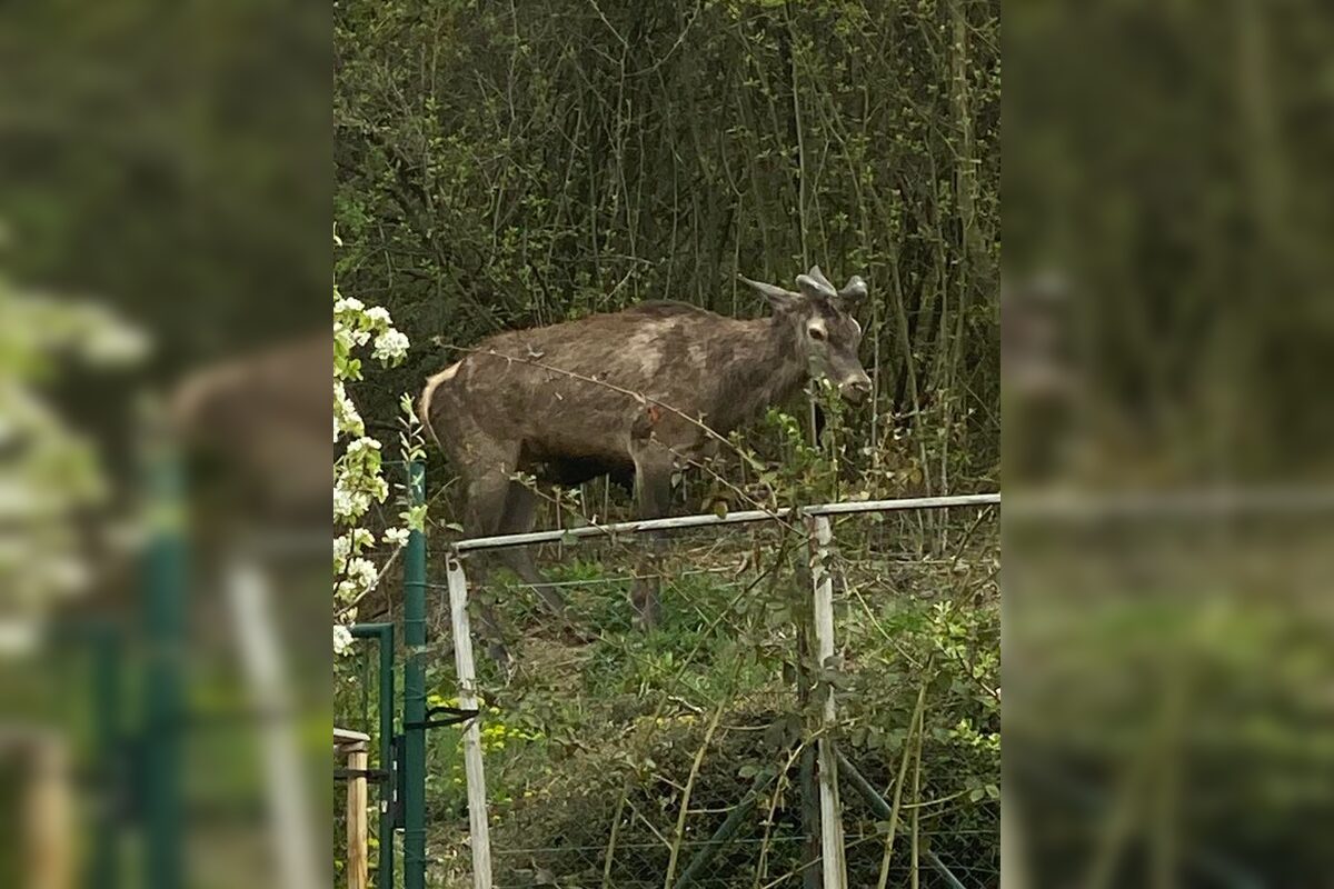 FOTO: Srna prekvapila Južanov v Trenčíne pri detskom ihrisku , foto 4