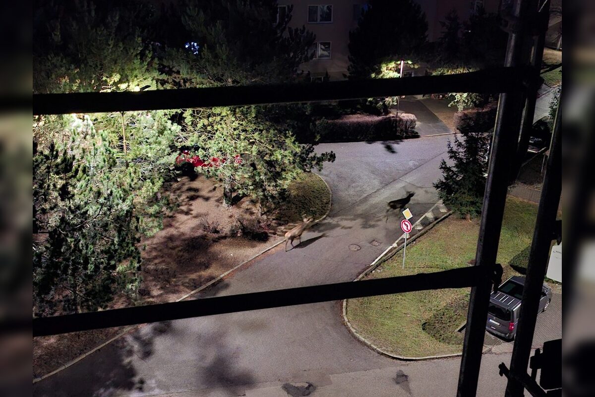 FOTO: Srna prekvapila Južanov v Trenčíne pri detskom ihrisku , foto 5