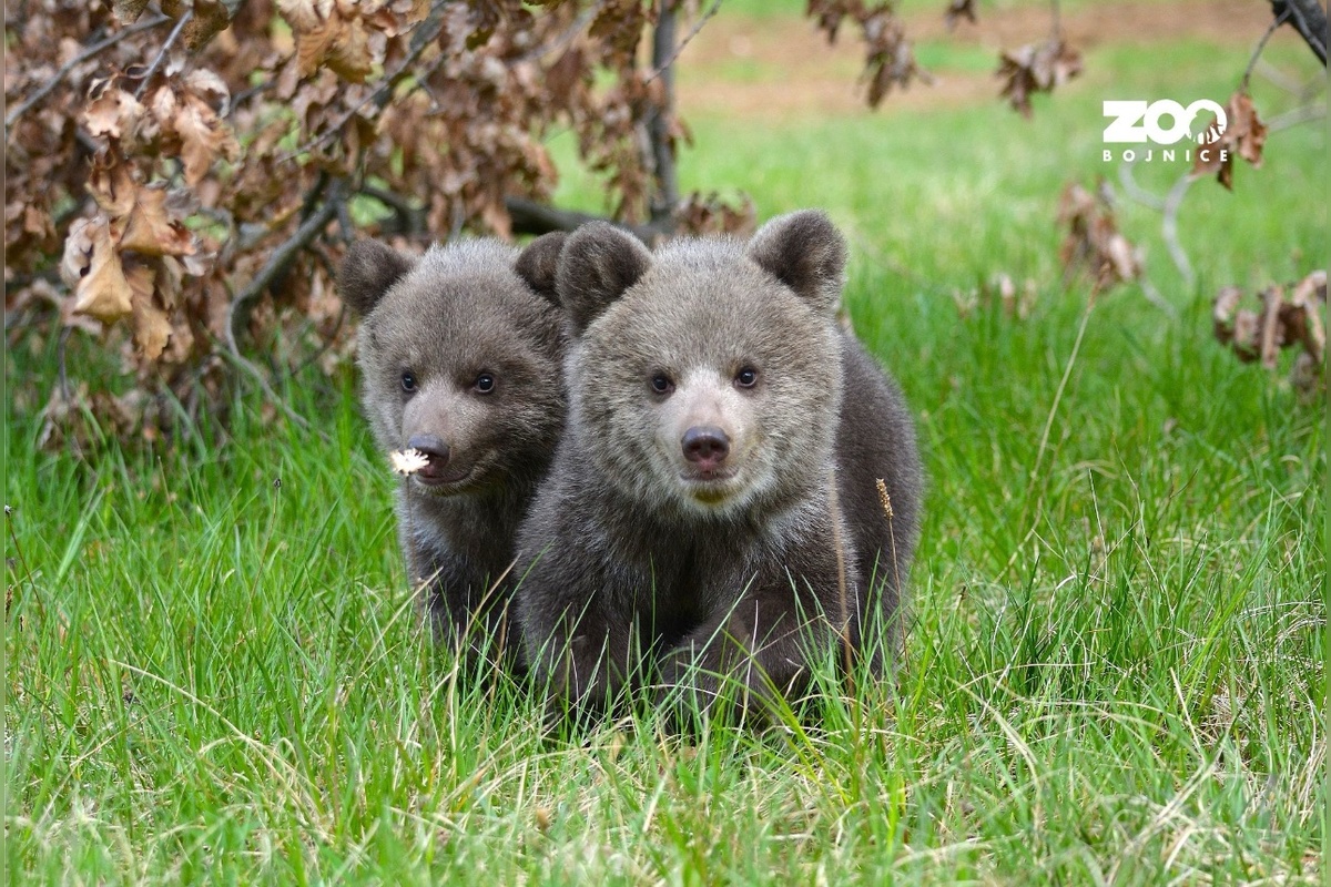 FOTO: Osirelé medvieďatá z Bojníc, foto 1