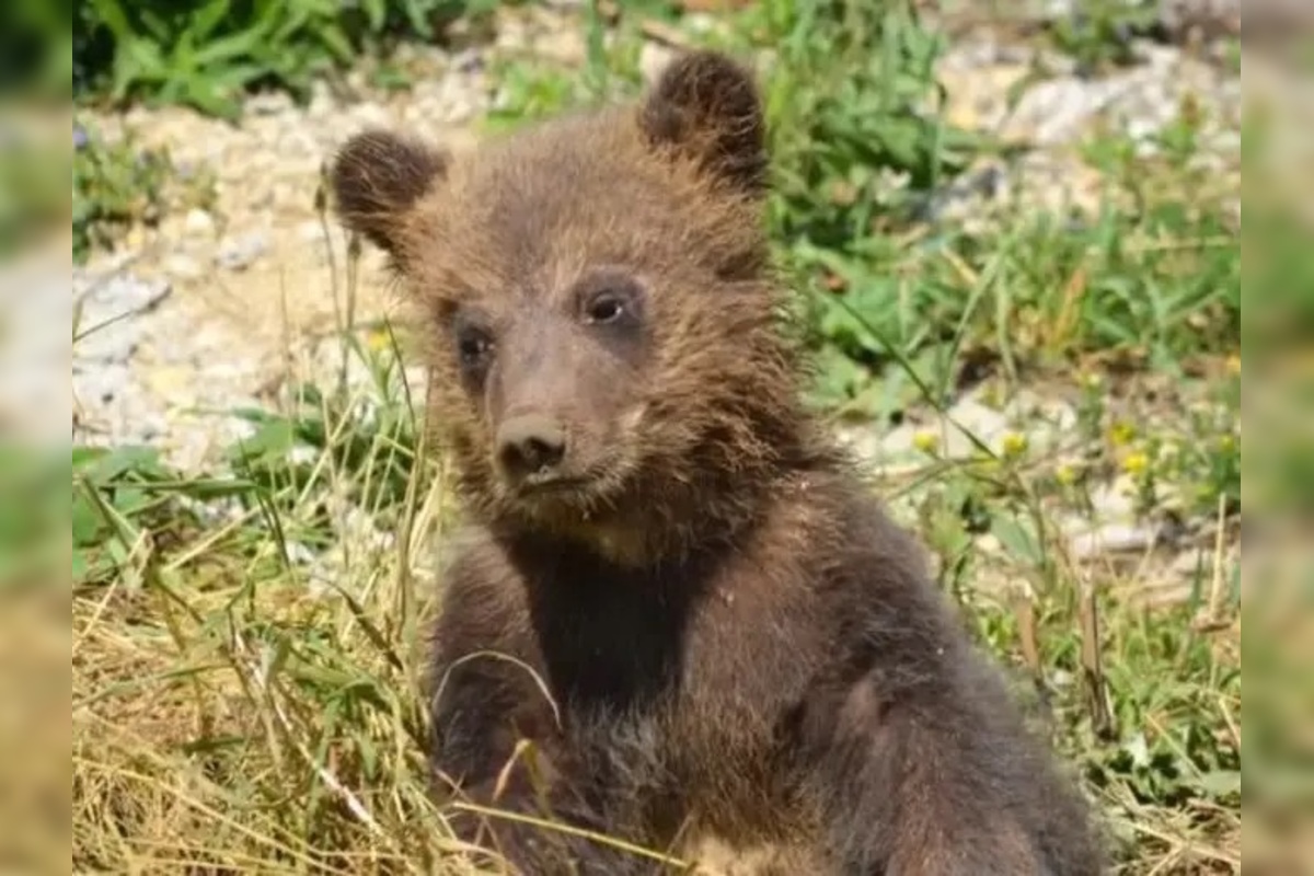 FOTO: Osirelé medvieďatá z Bojníc, foto 3