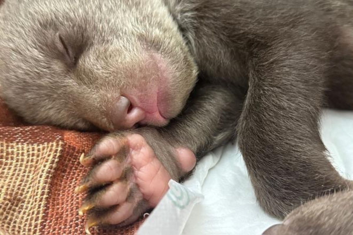 FOTO: Osirelé medvieďatá z Bojníc, foto 4