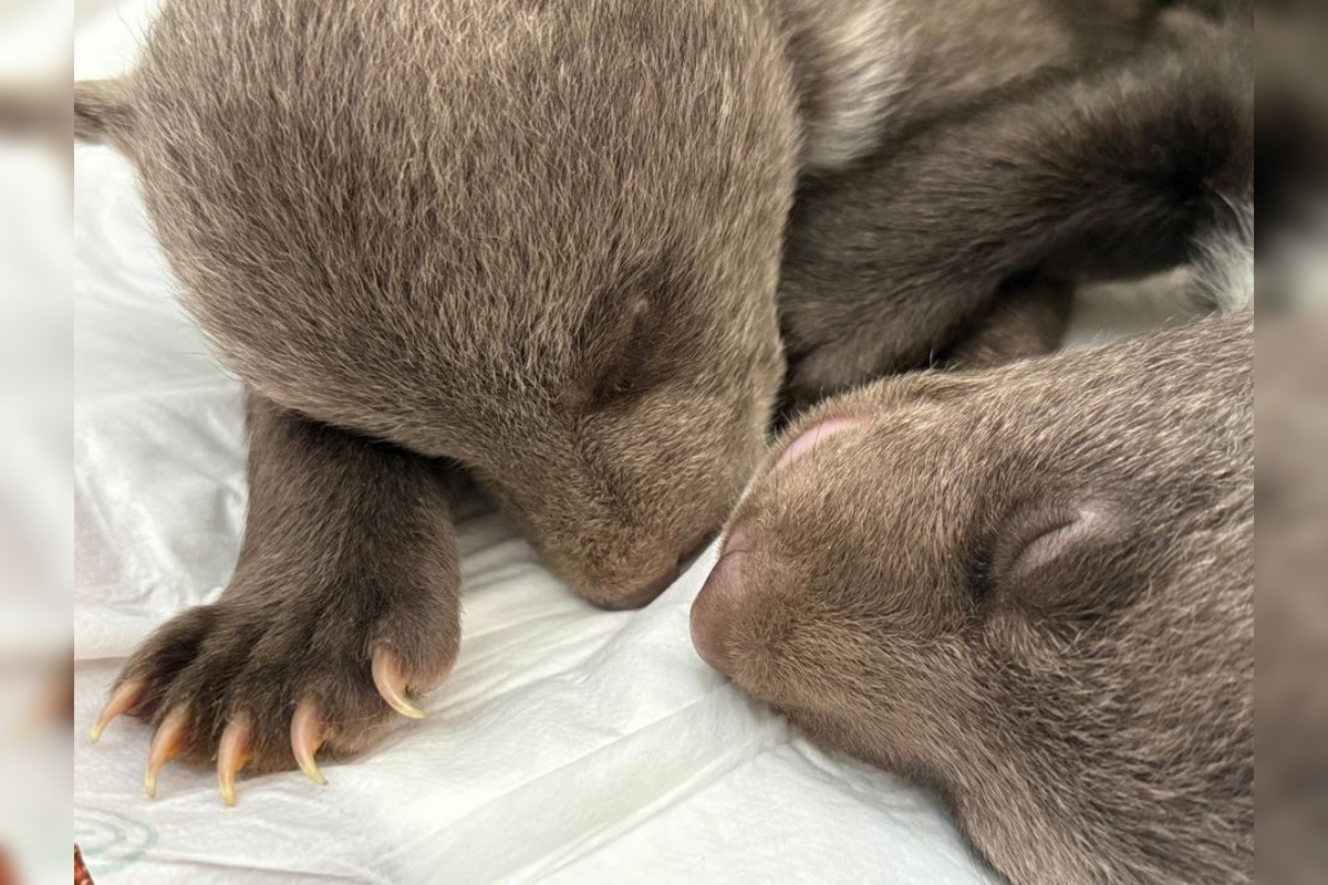 FOTO: Osirelé medvieďatá z Bojníc, foto 5