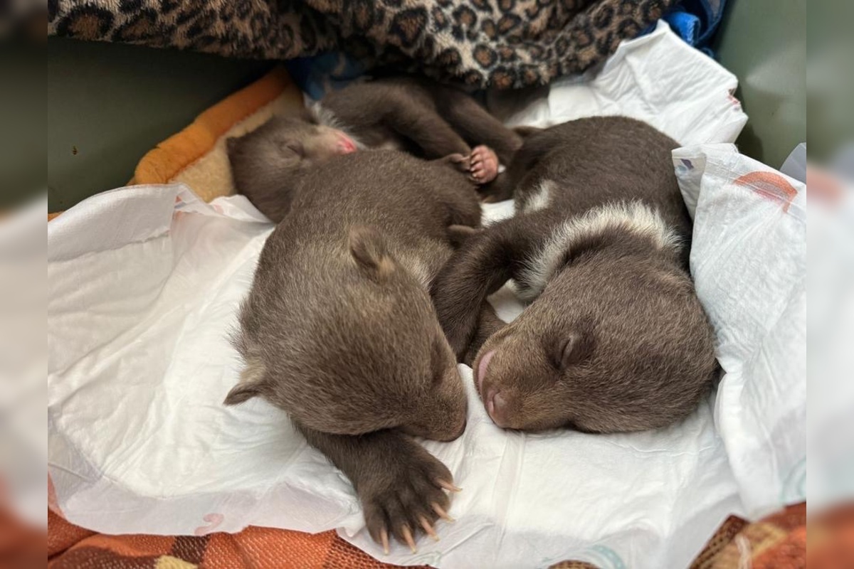 FOTO: Osirelé medvieďatá z Bojníc, foto 6