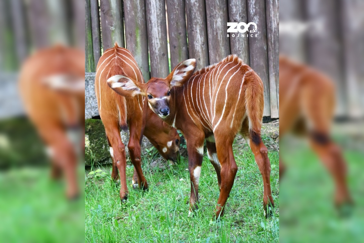 FOTO: Amari do Kene napokon necestoval, foto 1