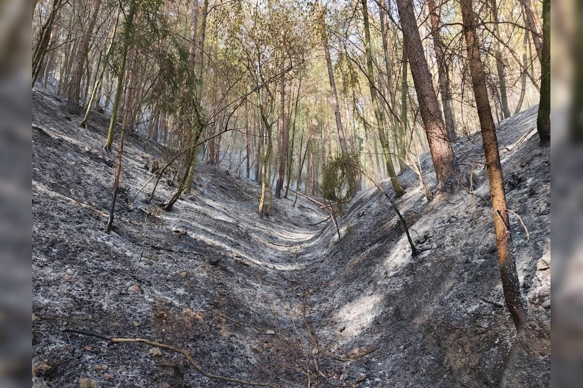 FOTO: Pri obci Prečín horí lesný porast, zasahujú tam hasiči , foto 5
