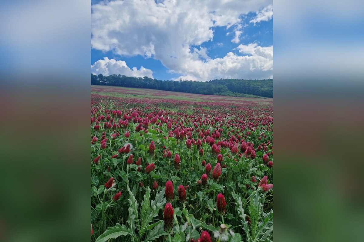 FOTO: Návštevníci Nového Mesta a okolia obdivujú rozkvitnuté polia , foto 2