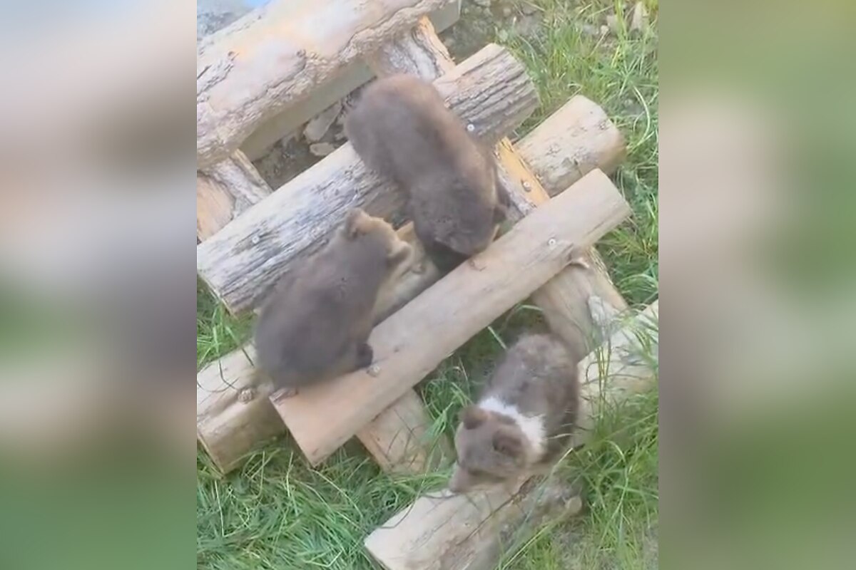 FOTO: Trojici medvieďat sa v ZOO darí, foto 4