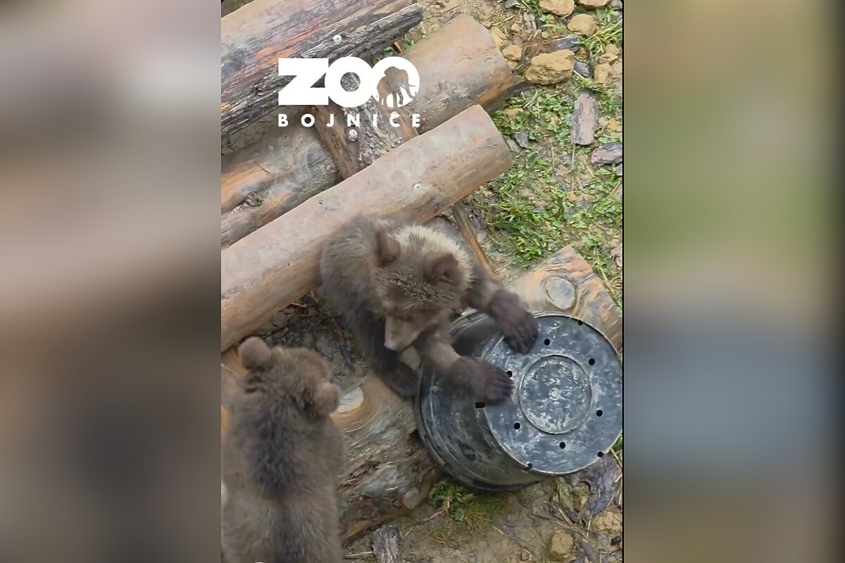FOTO: Trojici medvieďat sa v ZOO darí, foto 7