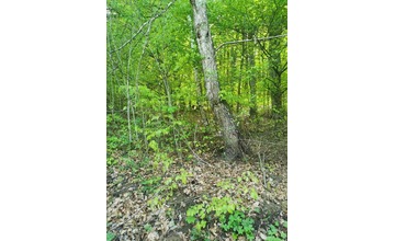 FOTO: Ďalšia obec na Považí hlási medveďa. Majú aj fotografie ako dôkaz