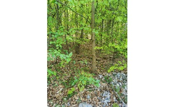 FOTO: Ďalšia obec na Považí hlási medveďa. Majú aj fotografie ako dôkaz