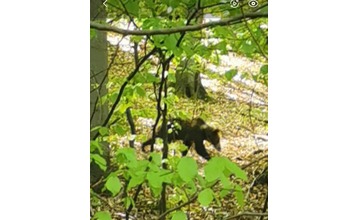 FOTO: Ďalšia obec na Považí hlási medveďa. Majú aj fotografie ako dôkaz