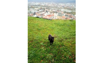 FOTO: Trenčiansky hrad opustila jedna z jeho ikon: Hermína, budeš nám chýbať