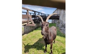 FOTO: Trenčiansky hrad opustila jedna z jeho ikon: Hermína, budeš nám chýbať