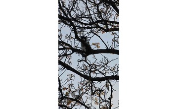 FOTO: Domino zamestnal v Ladcoch dobrovoľných hasičov. Záchranná akcia vysoko nad zemou 