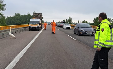 FOTO: Po diaľnici pri Trenčíne pobehovala labuť. Bez diaľničnej známky 
