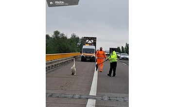 FOTO: Po diaľnici pri Trenčíne pobehovala labuť. Bez diaľničnej známky 