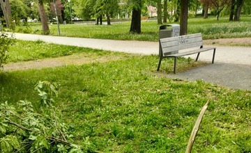 FOTO: Stromy v Trenčíne v ohrození. Deťom ukradli v škôlke jedličku, v parkoch padli za obeť ďalšie stromy 