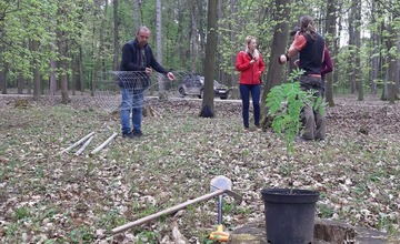 FOTO: Stromy v Trenčíne v ohrození. Deťom ukradli v škôlke jedličku, v parkoch padli za obeť ďalšie stromy 