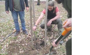 FOTO: Stromy v Trenčíne v ohrození. Deťom ukradli v škôlke jedličku, v parkoch padli za obeť ďalšie stromy 