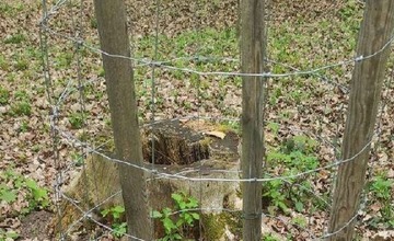 FOTO: Stromy v Trenčíne v ohrození. Deťom ukradli v škôlke jedličku, v parkoch padli za obeť ďalšie stromy 