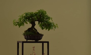 FOTO: Maxi výstava mini stromov v Považskej Bystrici. Ktorý je najkrajší?