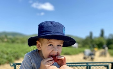 FOTO: Ľudia berú polia v Moravskom Lieskovom útokom. Začal sa samozber jahôd